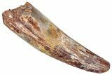 Real Fossil Spinosaurus Tooth - Huge Dinosaur Tooth #351624-1